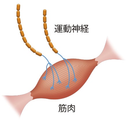 運動神経 筋肉