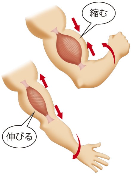 縮む 伸びる