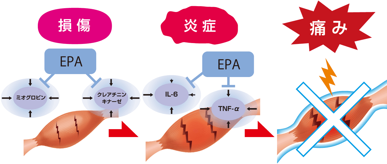 損傷 炎症 痛み